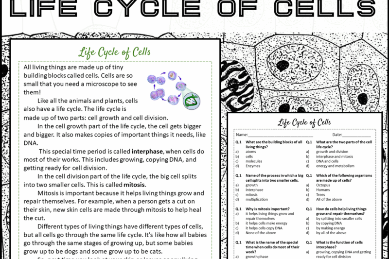 Cell Division Reading Comprehension Worksheet