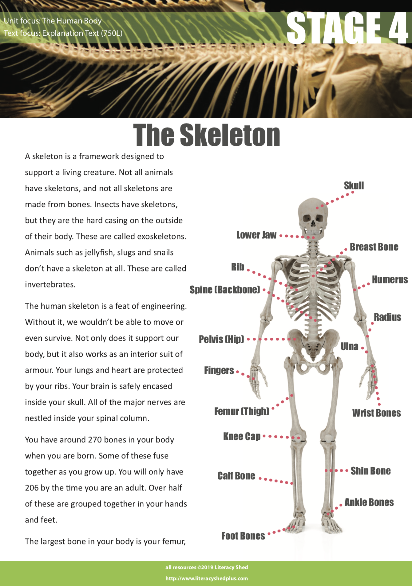 Free Human Body Reading Comprehension Worksheets