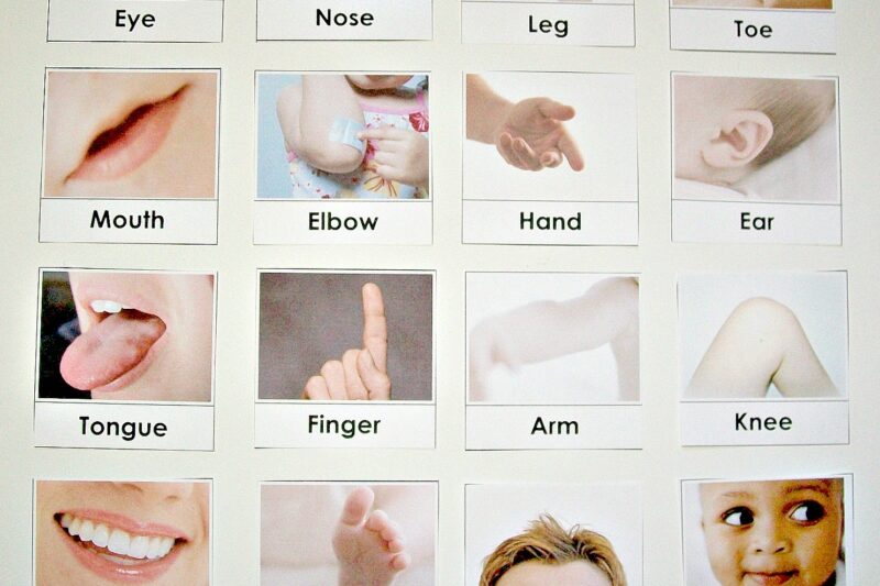 Free Preschool Human Body Printables