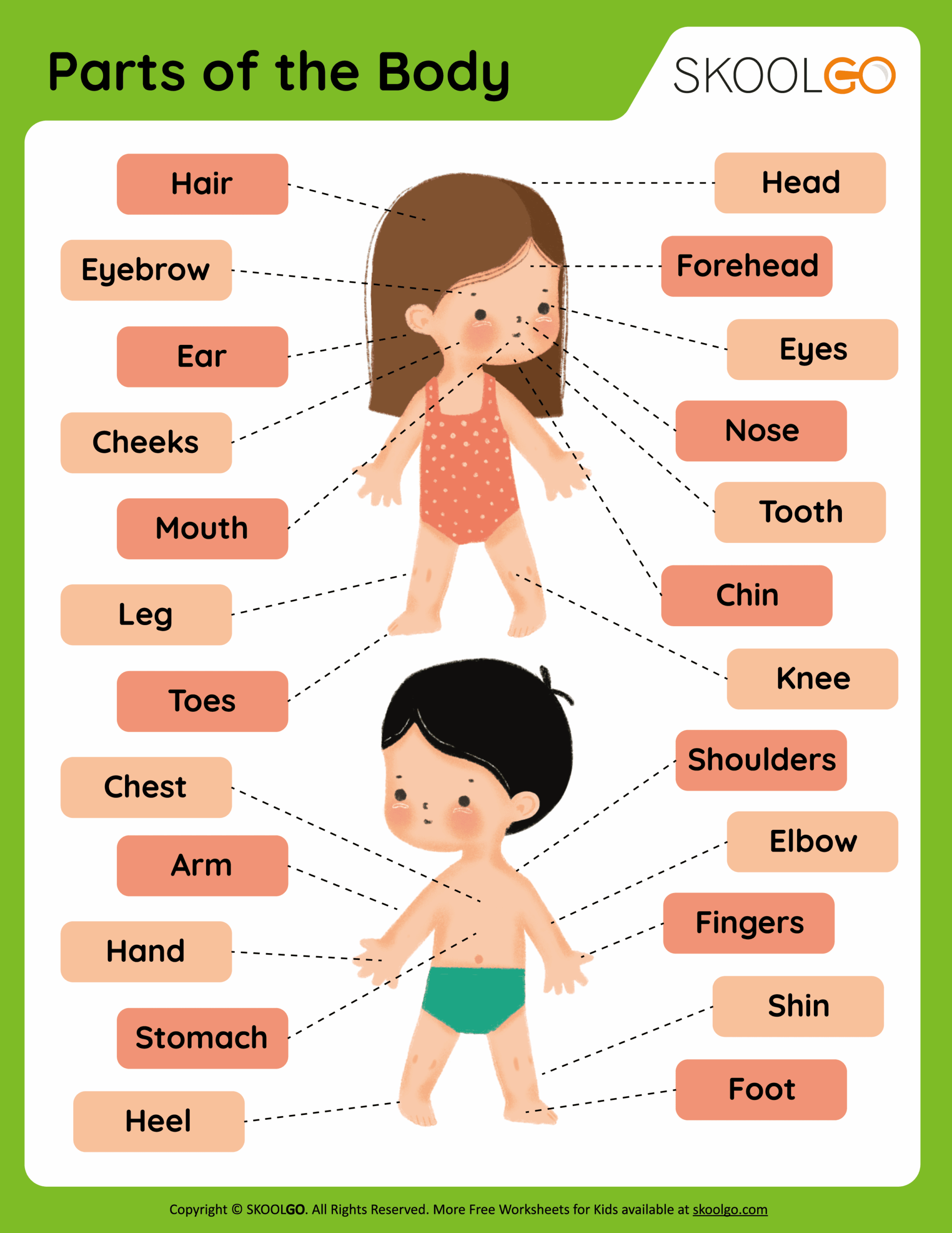 Parts Of The Body Free Worksheet SKOOLGO Worksheets Library