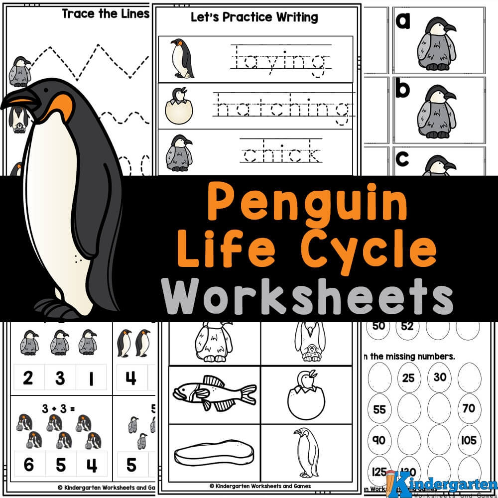 Penguin Life Cycle Worksheets For Kids Penguin Life Cycle Worksheets For Kids