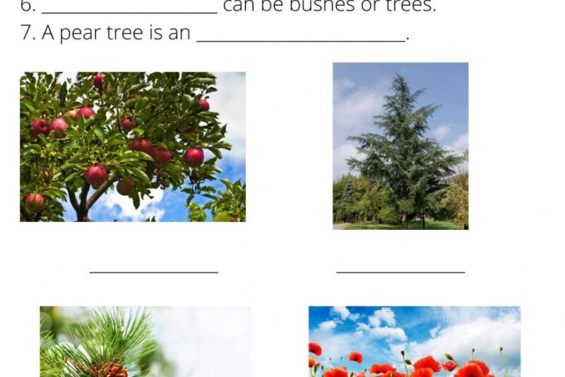 Angiosperm And Gymnosperm Worksheet Free Printable