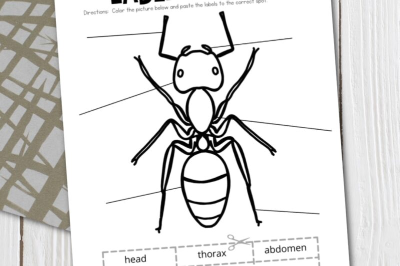 Free Ant Worksheets Printables