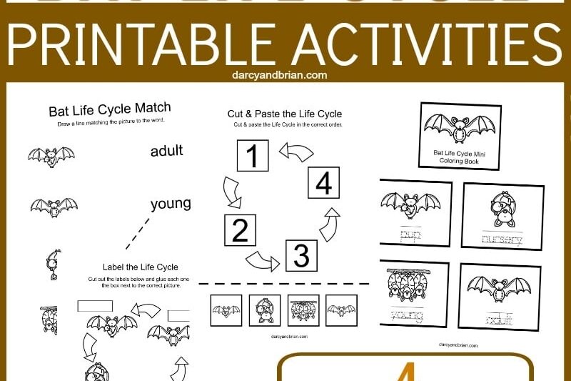 Free Printable Bat Worksheets