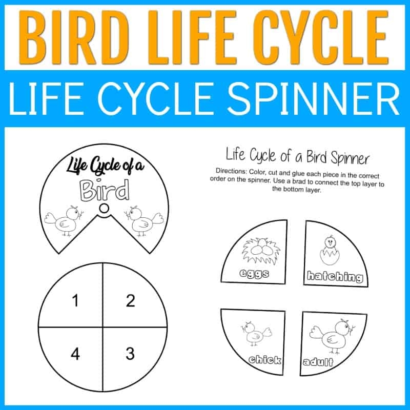 Printable Life Cycle Of A Bird Worksheets For Preschool