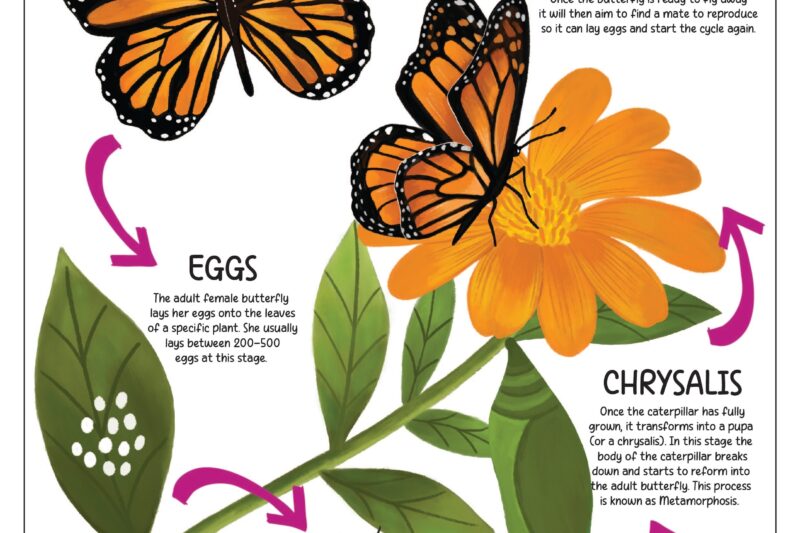 Free Printable Metamorphosis Worksheets