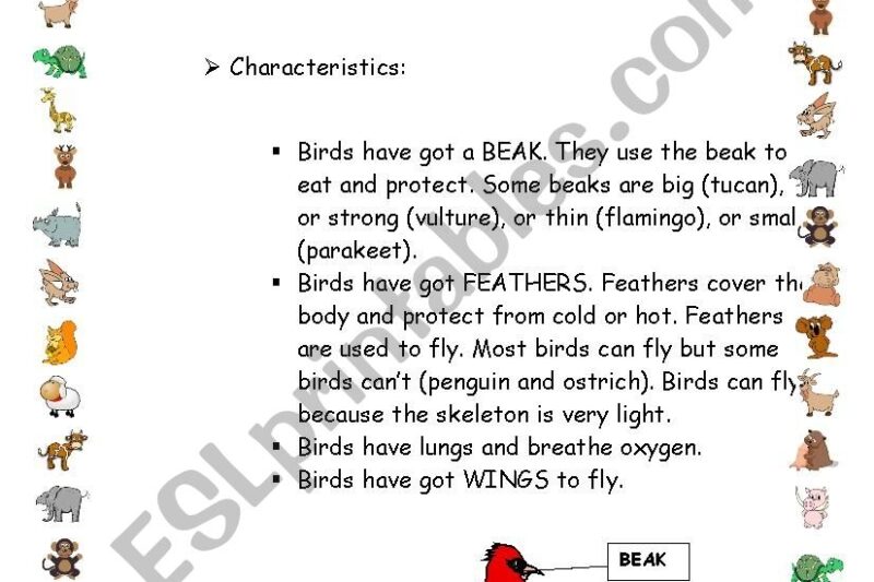 Birds Reading Comprehension Worksheets Pdf