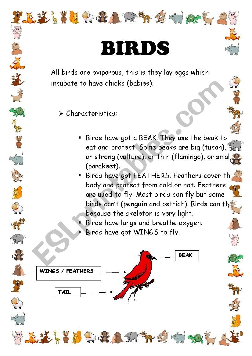 Reading Comprehension Birds ESL Worksheet By Nandoas