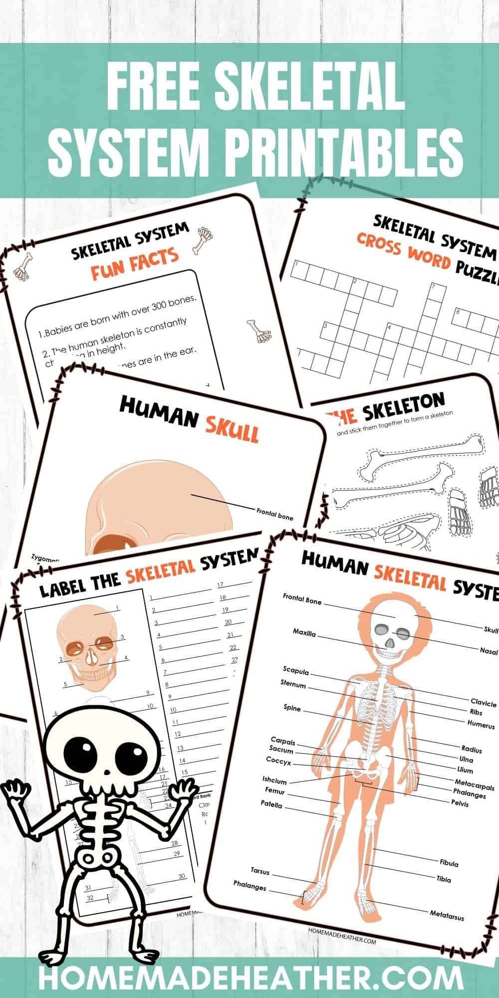 Skeletal System Printable Worksheets Homemade Heather