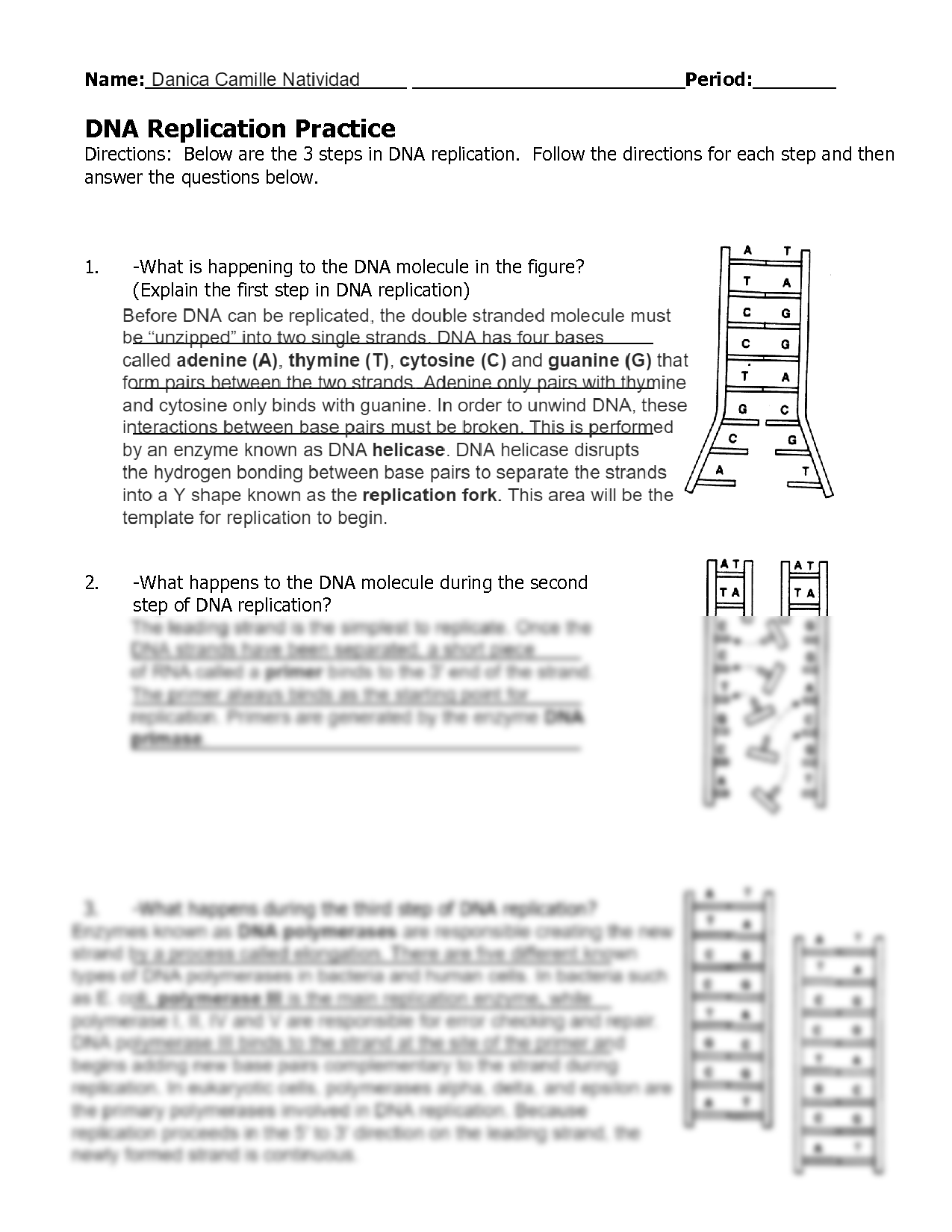 SOLUTION Dna Replication Worksheet Studypool Worksheets Library