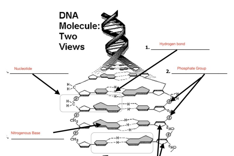 Dna Structure Maze Worksheet Answer Key