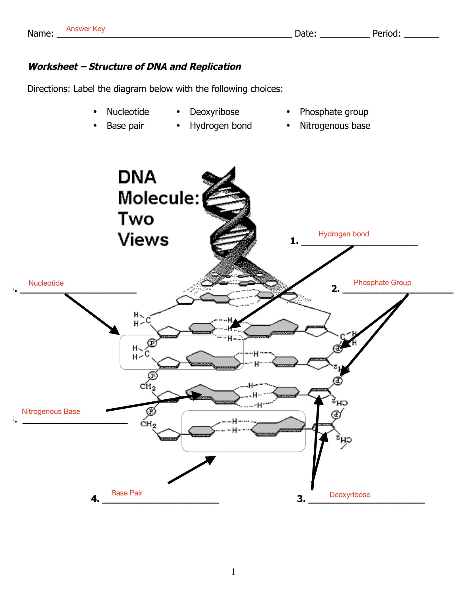 SOLUTION DNA Structure And Replication Worksheet Studypool Worksheets Library