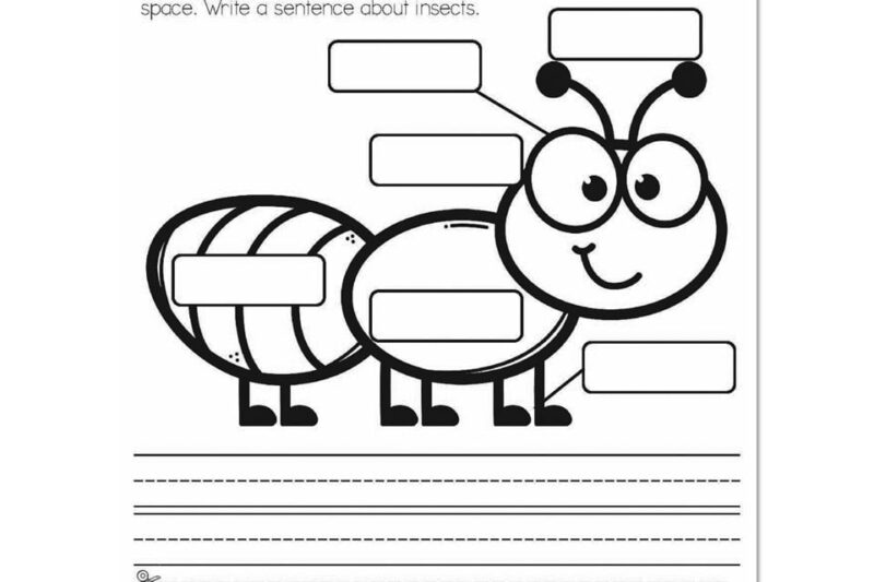 Free Printable First Grade Science Worksheets