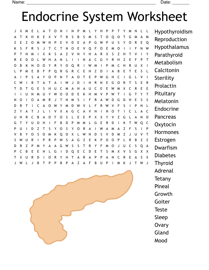 Endocrine System Reading Comprehension Worksheet