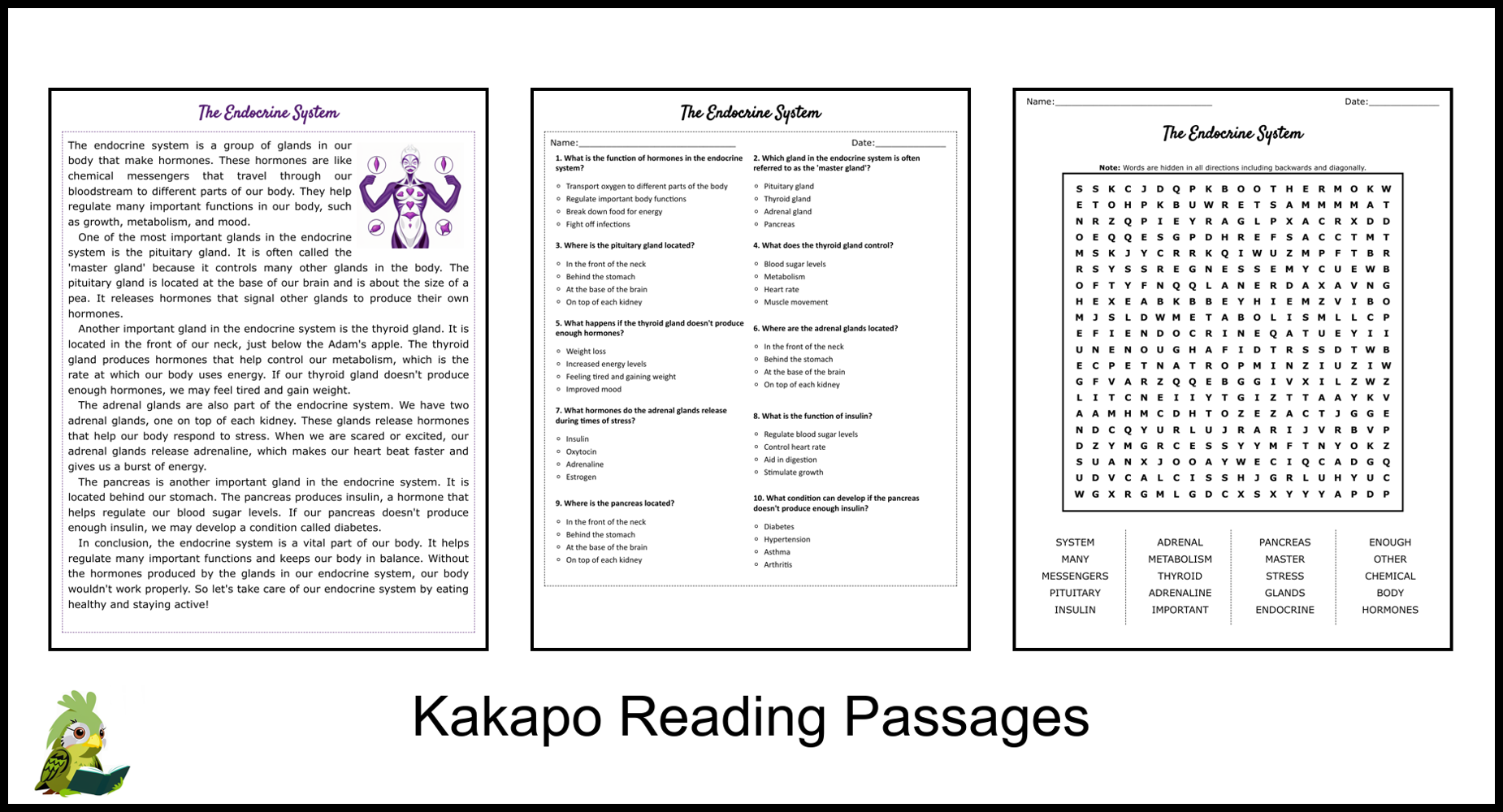 The Endocrine System Reading Comprehension And Word Search Teaching Resources