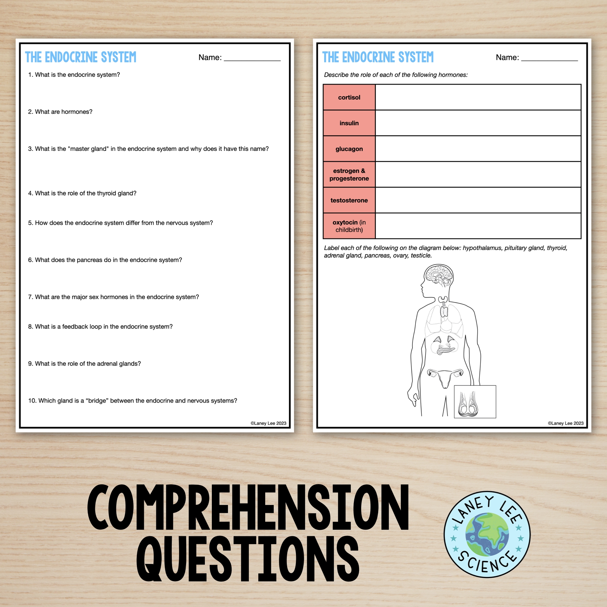 The Endocrine System Reading Comprehension Worksheets Laney Lee