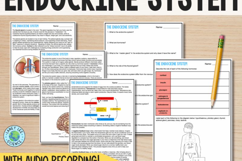 Endocrine System Reading Comprehension Worksheet