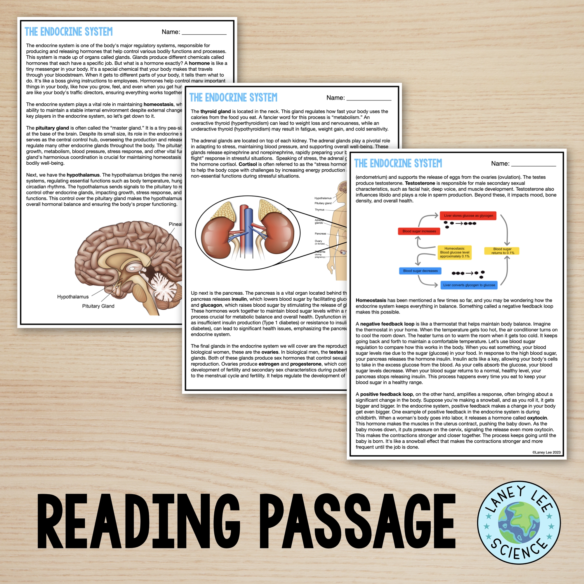 The Endocrine System Reading Comprehension Worksheets Laney Lee