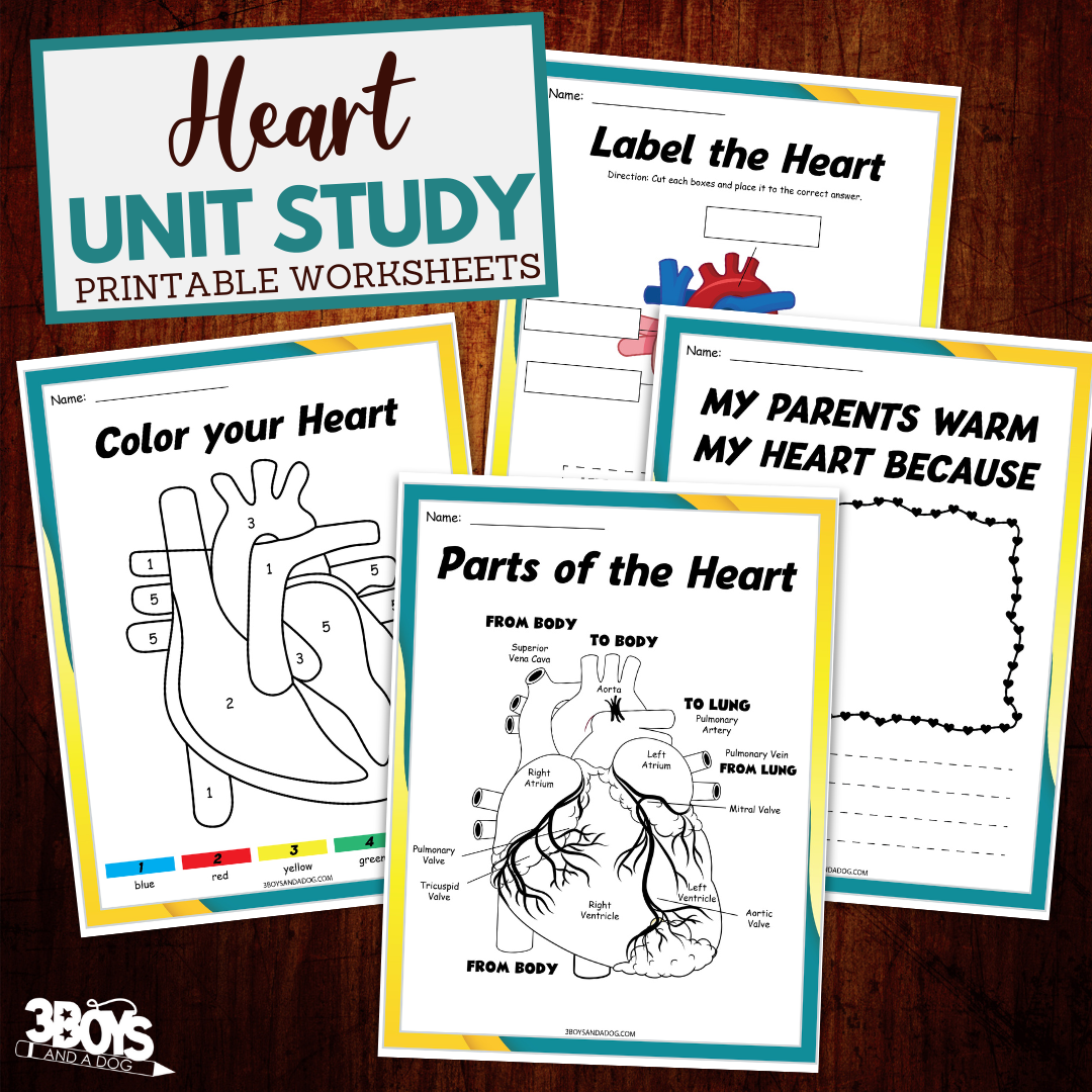 The Human Heart Worksheets For Kids Worksheets Library