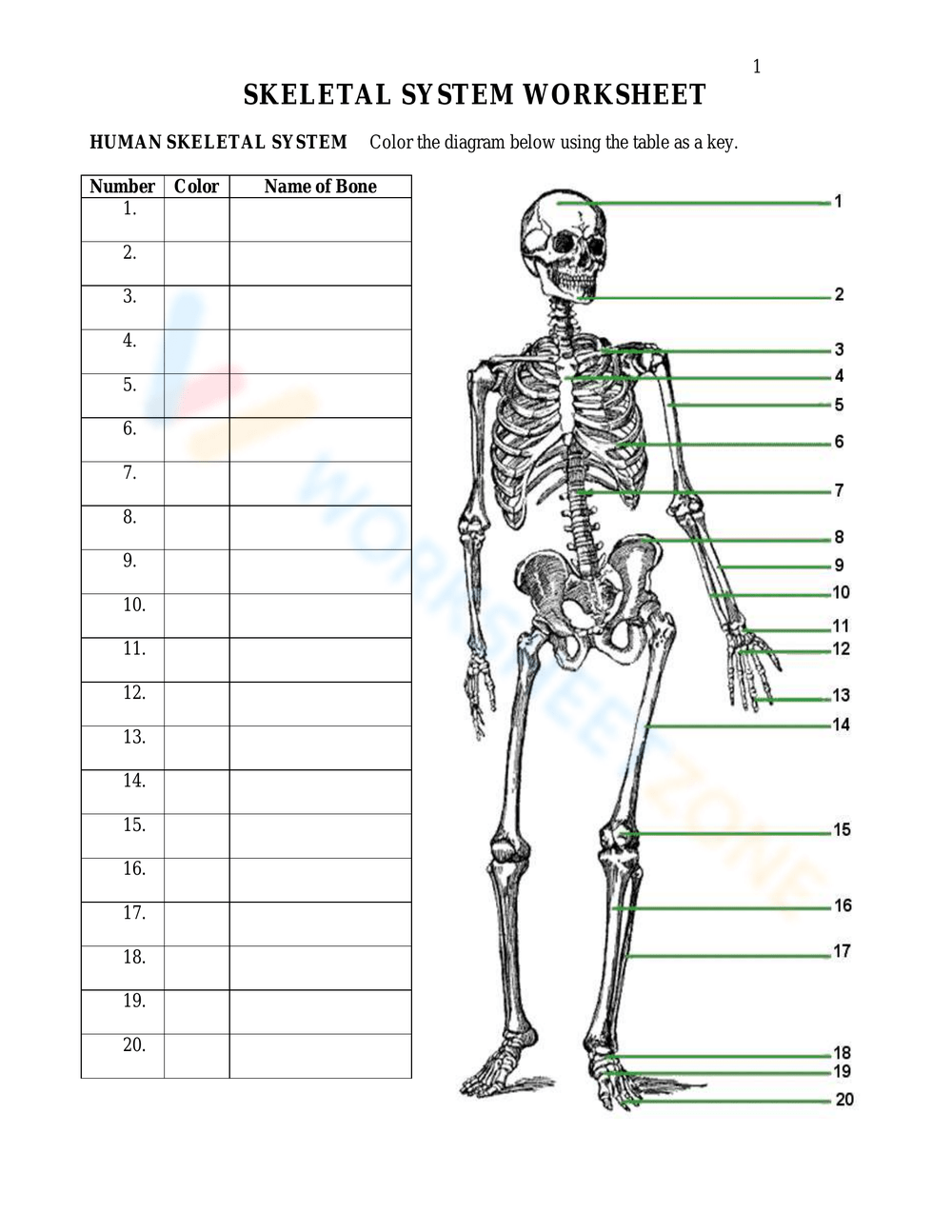Bones Worksheets 2025 Bones Worksheets 2025