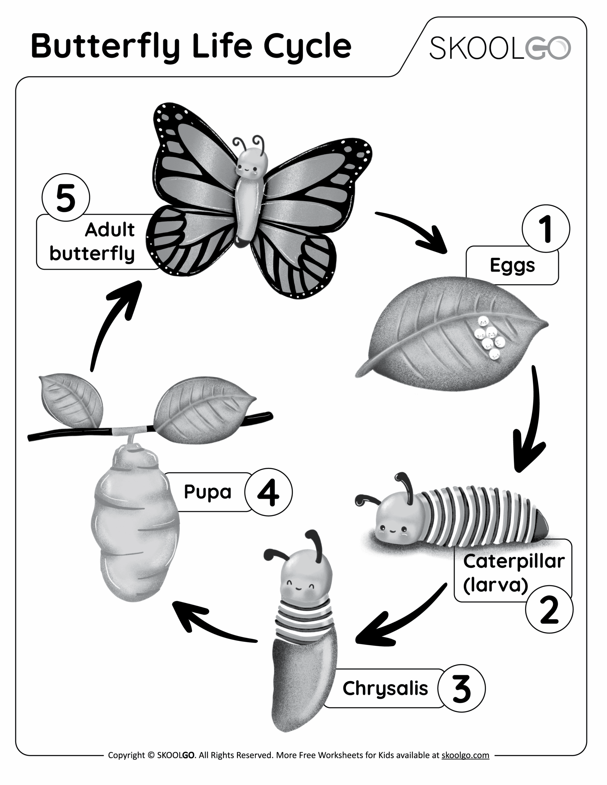 Printables For Preschool Buterfly Life Cycle