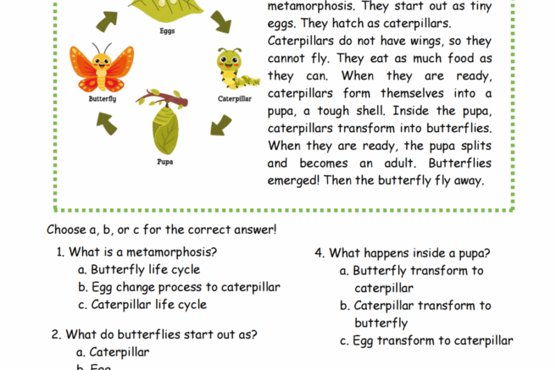 Grade Reading Comprehension Worksheets Butterfly