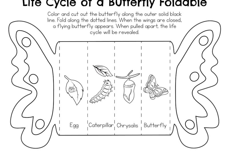 Preschool Butterfly Life Cycle Printable Book