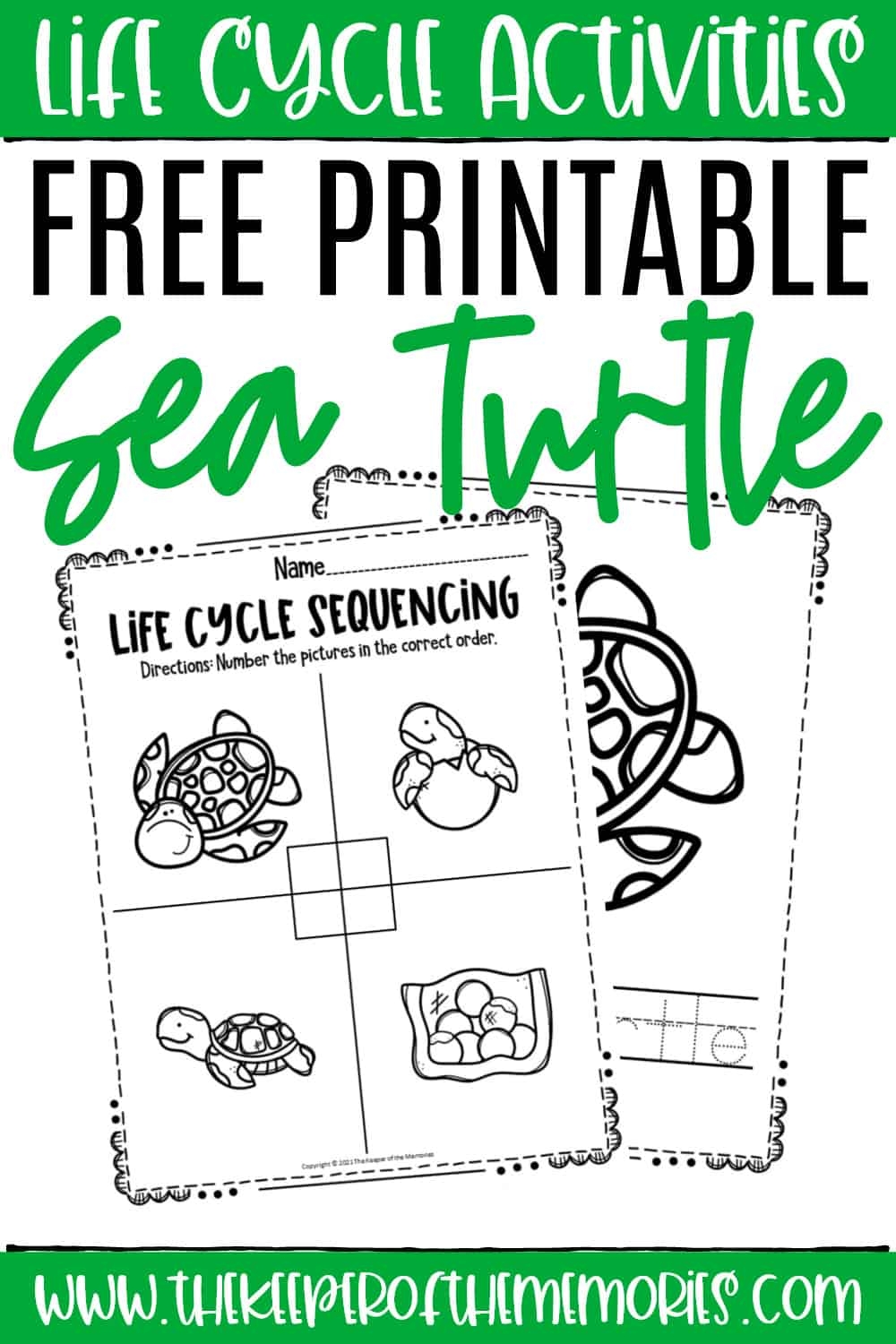 Free Printable Sea Turtle Life Cycle Worksheets