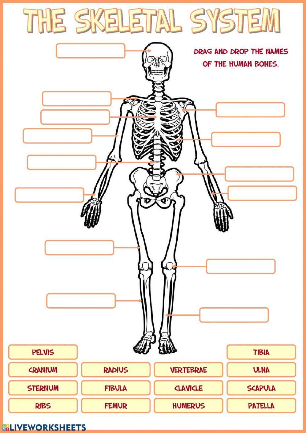 Free Skeletal Worksheet Download Free Skeletal Worksheet Png 