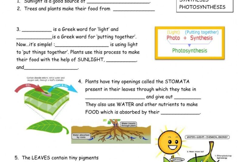Free Printable Science Worksheets On Photosynthesis