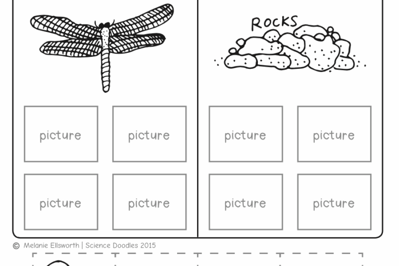 Free Science Printable Worksheets K5