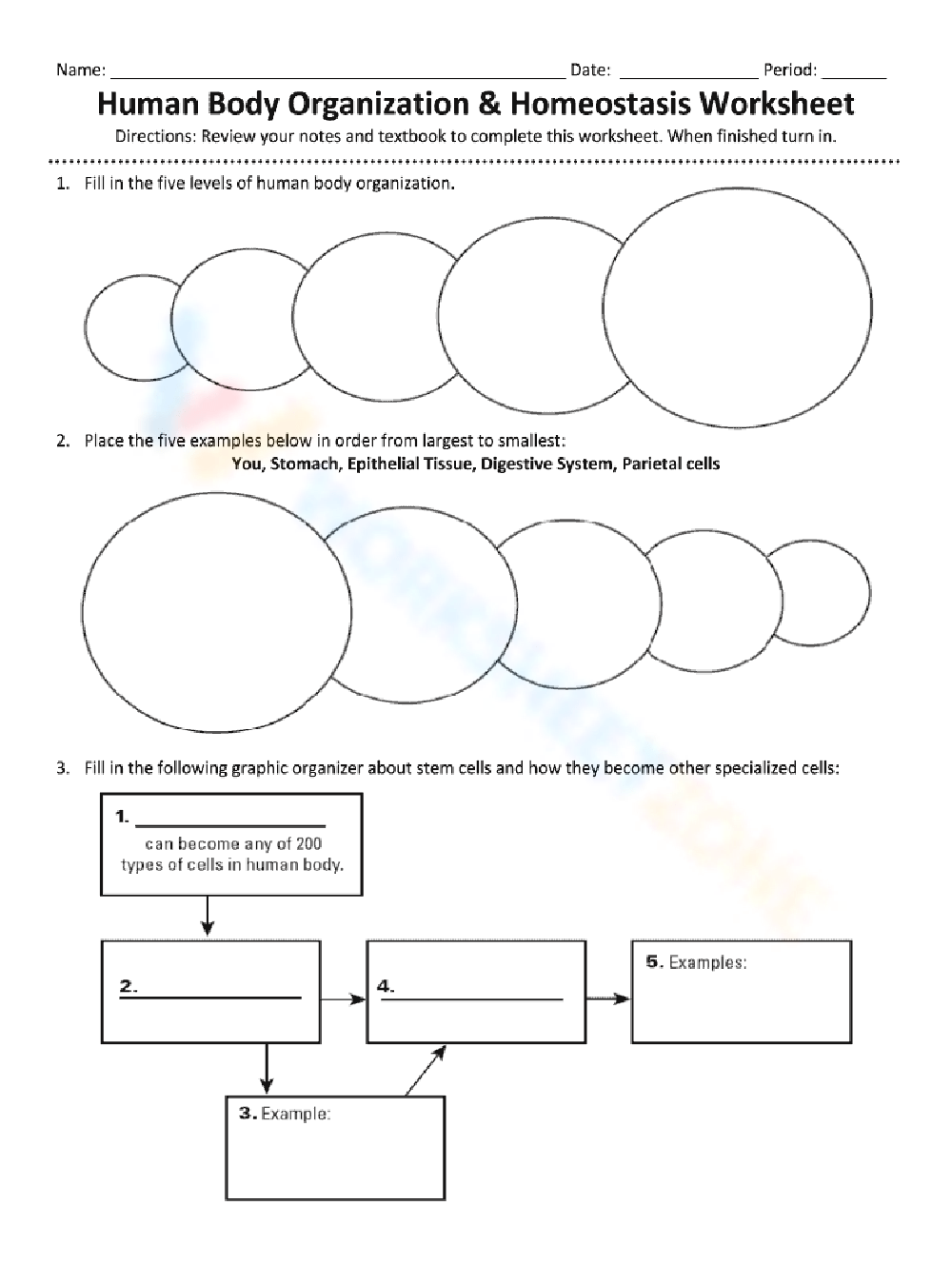 Grade 12 Homeostasis Worksheets 2025