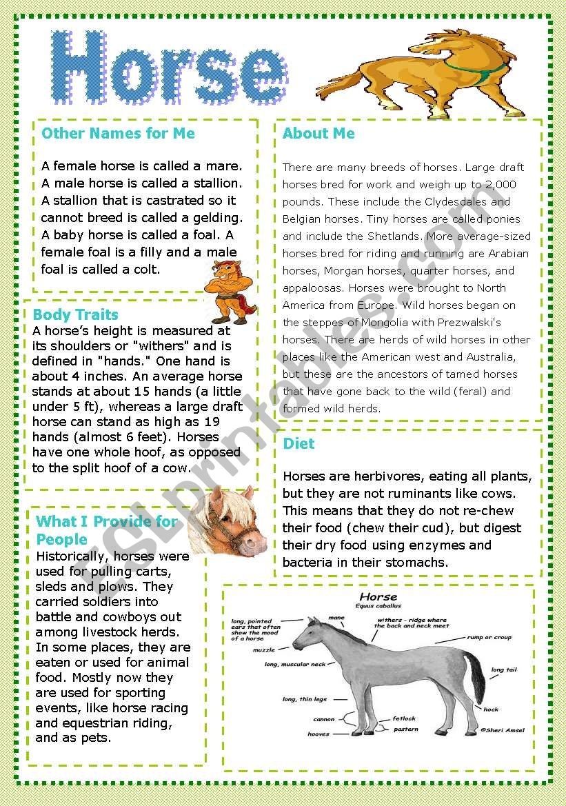 Horse Reading Comprehension Worksheets