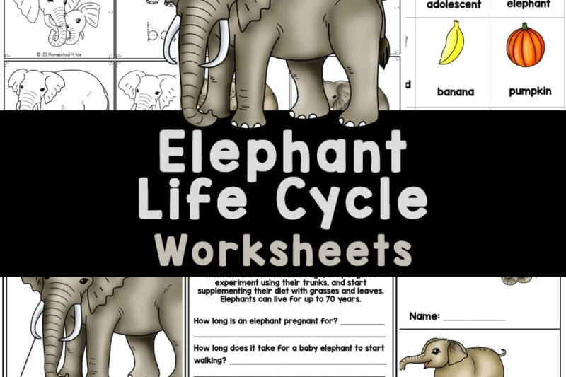 Reading Comprehension Worksheets Elephants
