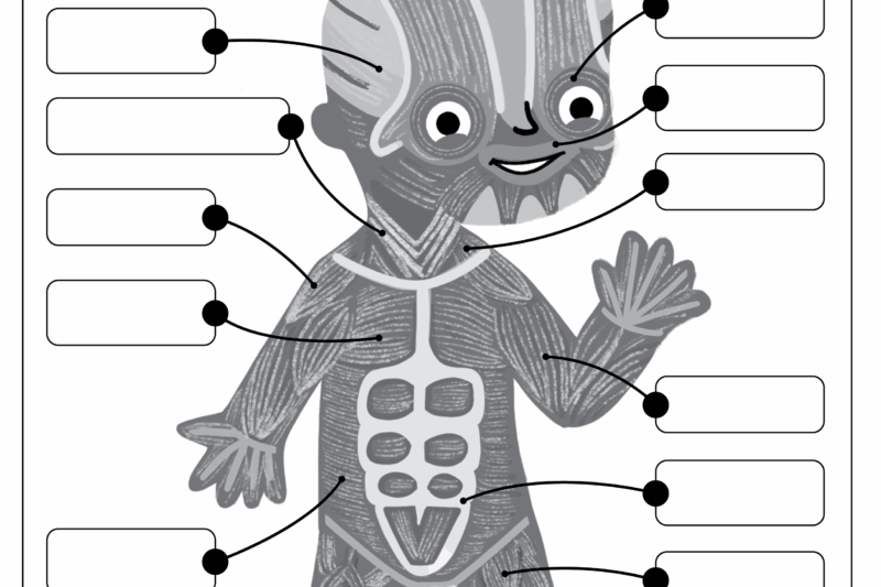 Free Printable Worksheets For Muscles