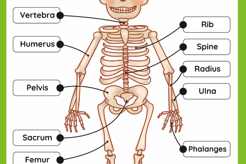 Skeletal System Free Printable Worksheets