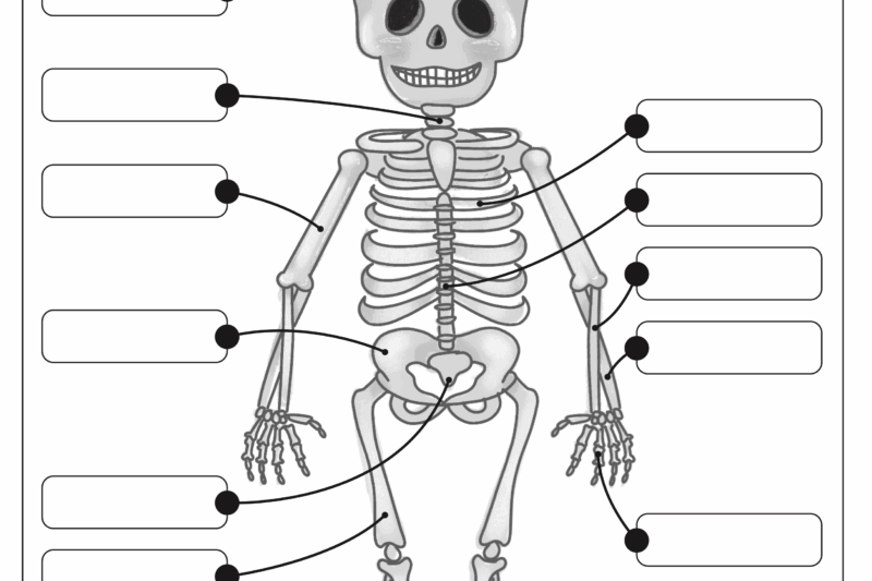 Free Printable Skeleton Worksheets