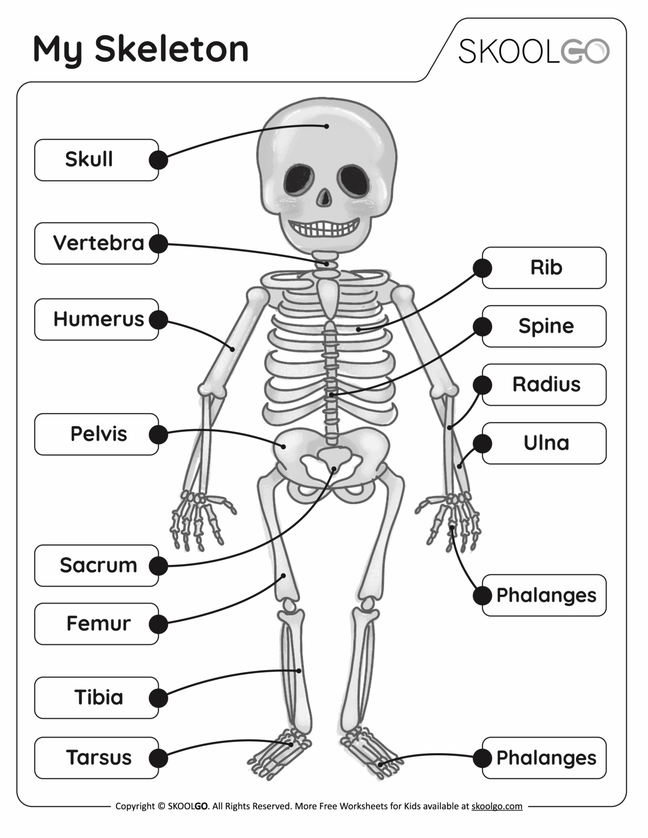 My Skeleton Free Worksheet SKOOLGO Worksheets Library