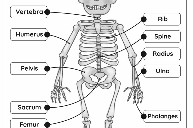 Skeleton Printables For Preschoolers