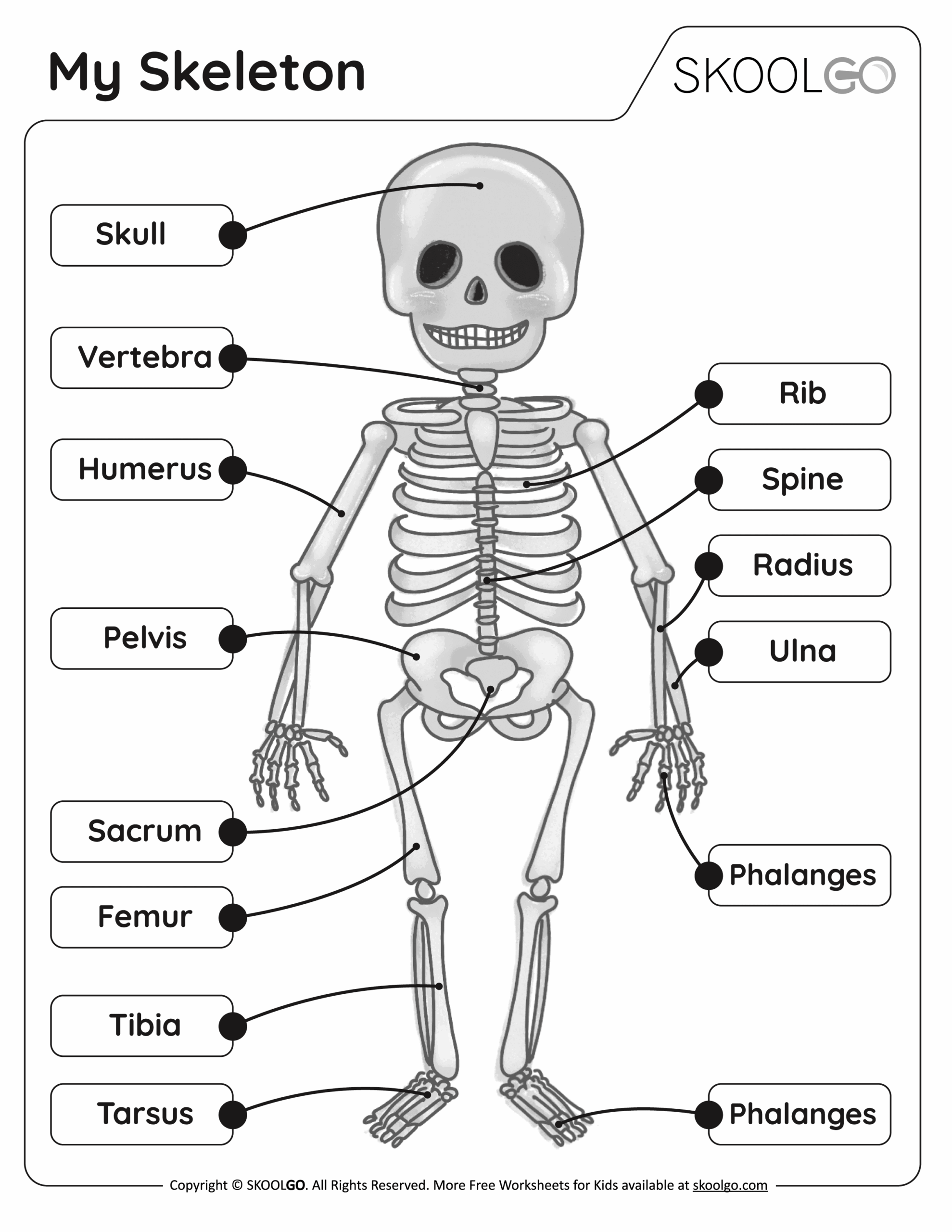 My Skeleton Free Worksheet SKOOLGO Worksheets Library
