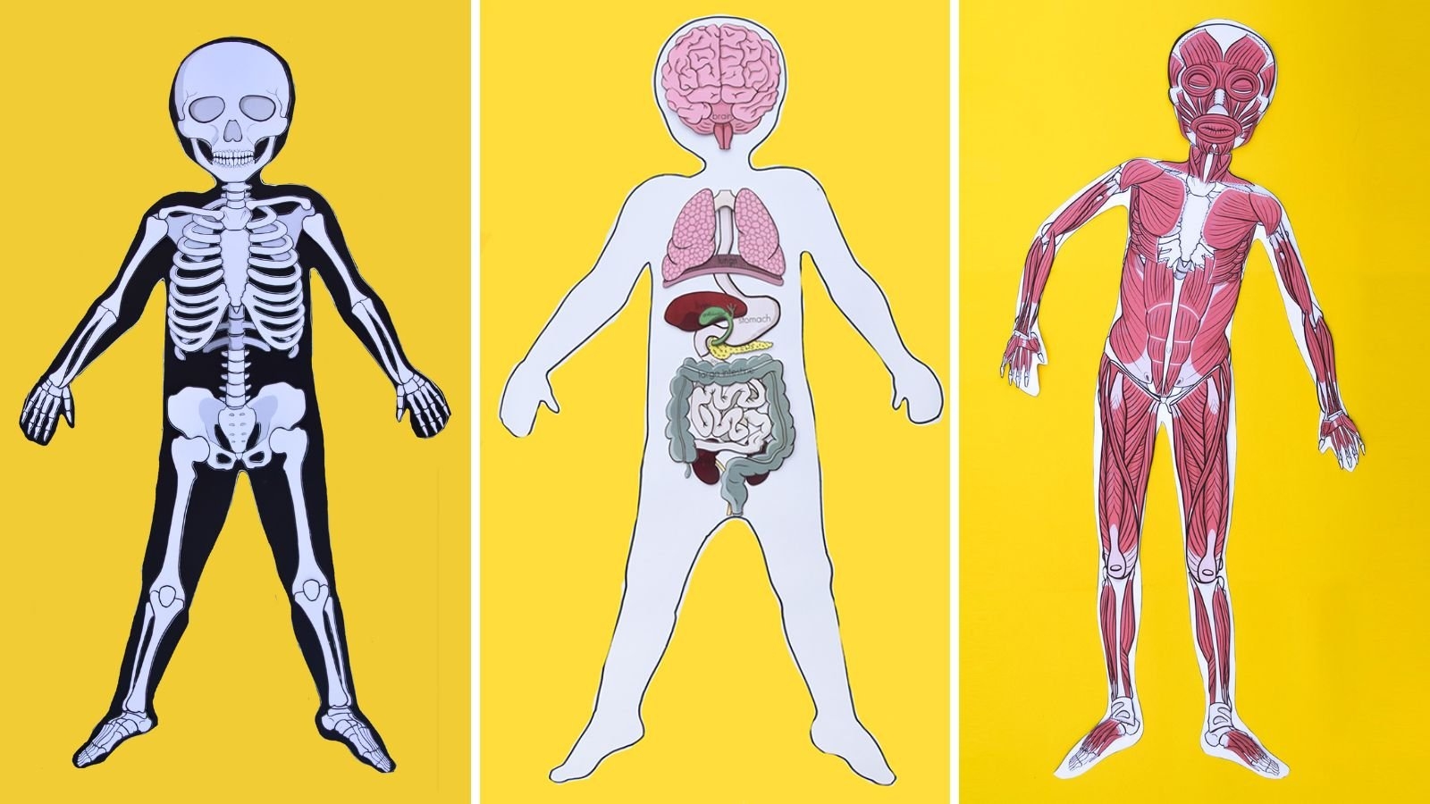 Printable Body Parts