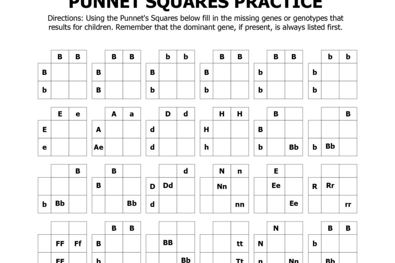 Punnett Square Practice Worksheet Free Printable