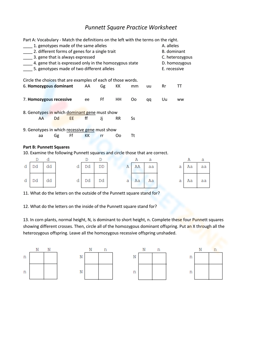 Punnett Square Practice Worksheets 2025