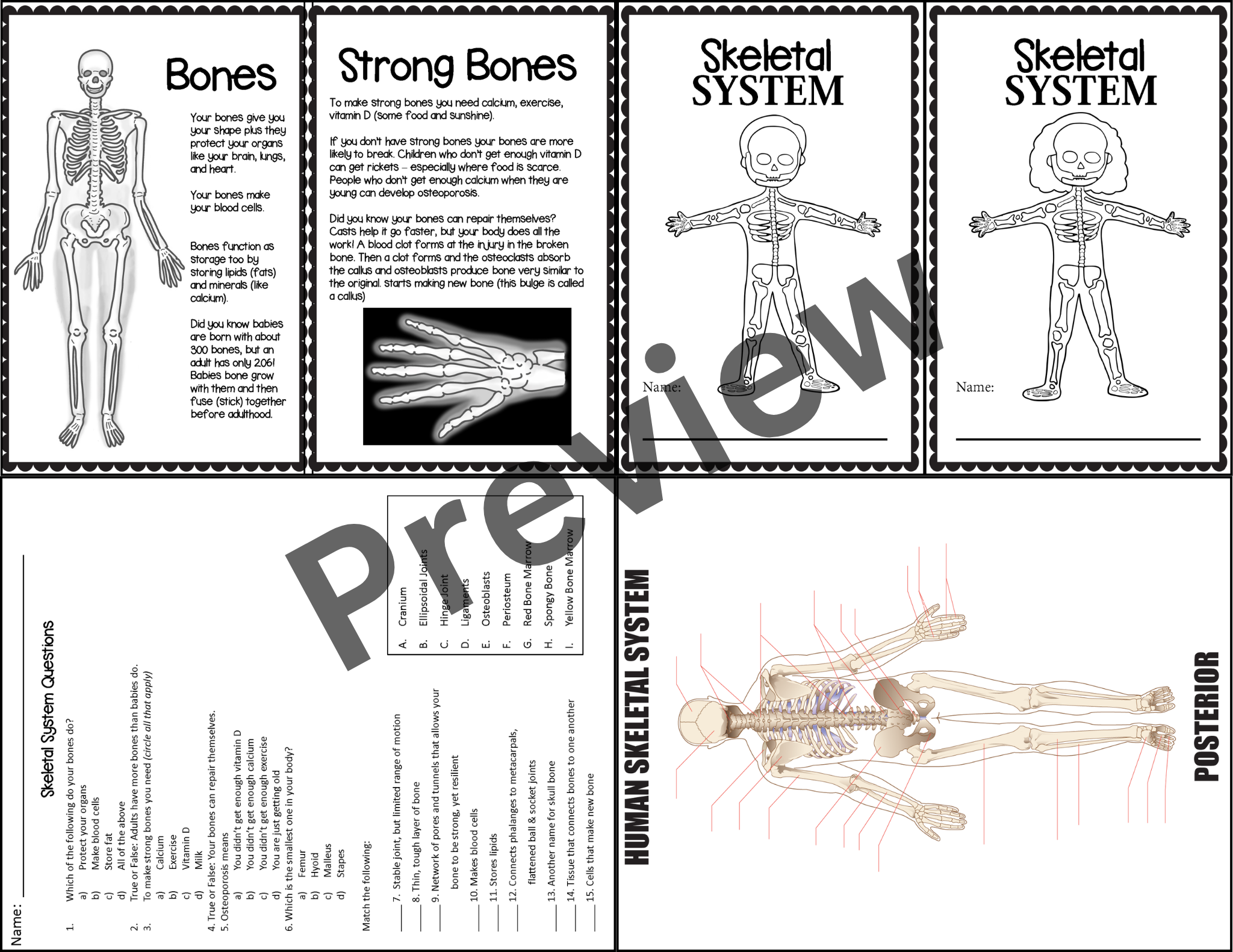 Skeletal System Activities Passages U0026 Worksheets Skeleton Unit U0026 Human Body Teaching Resources Skeletal System Activities Passages U0026 Worksheets Skeleton Unit U0026 Human Body Teaching Resources
