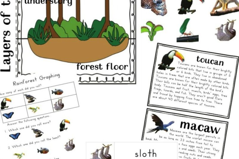 Rainforest Preschool Printable