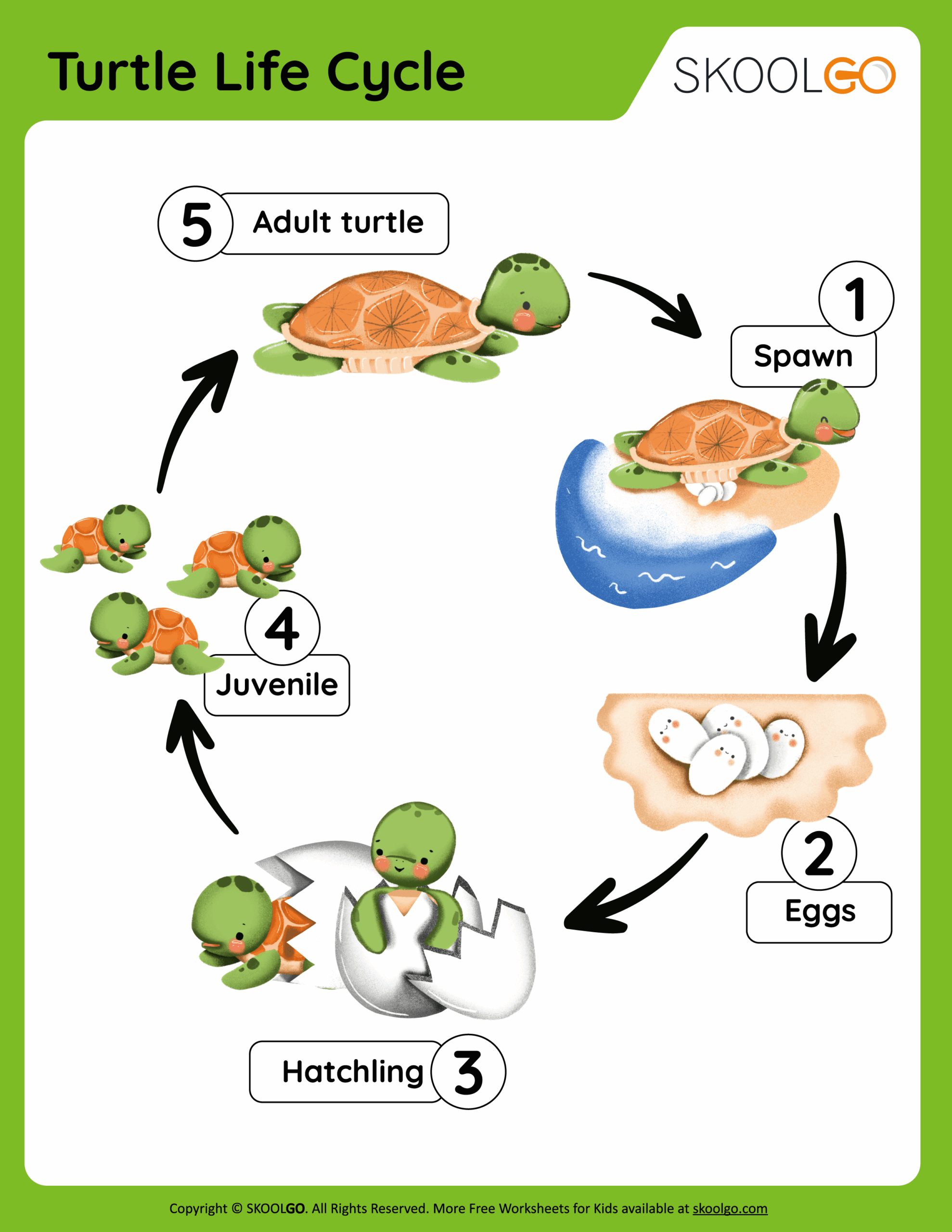 Turtle Life Cycle Free Worksheet SKOOLGO
