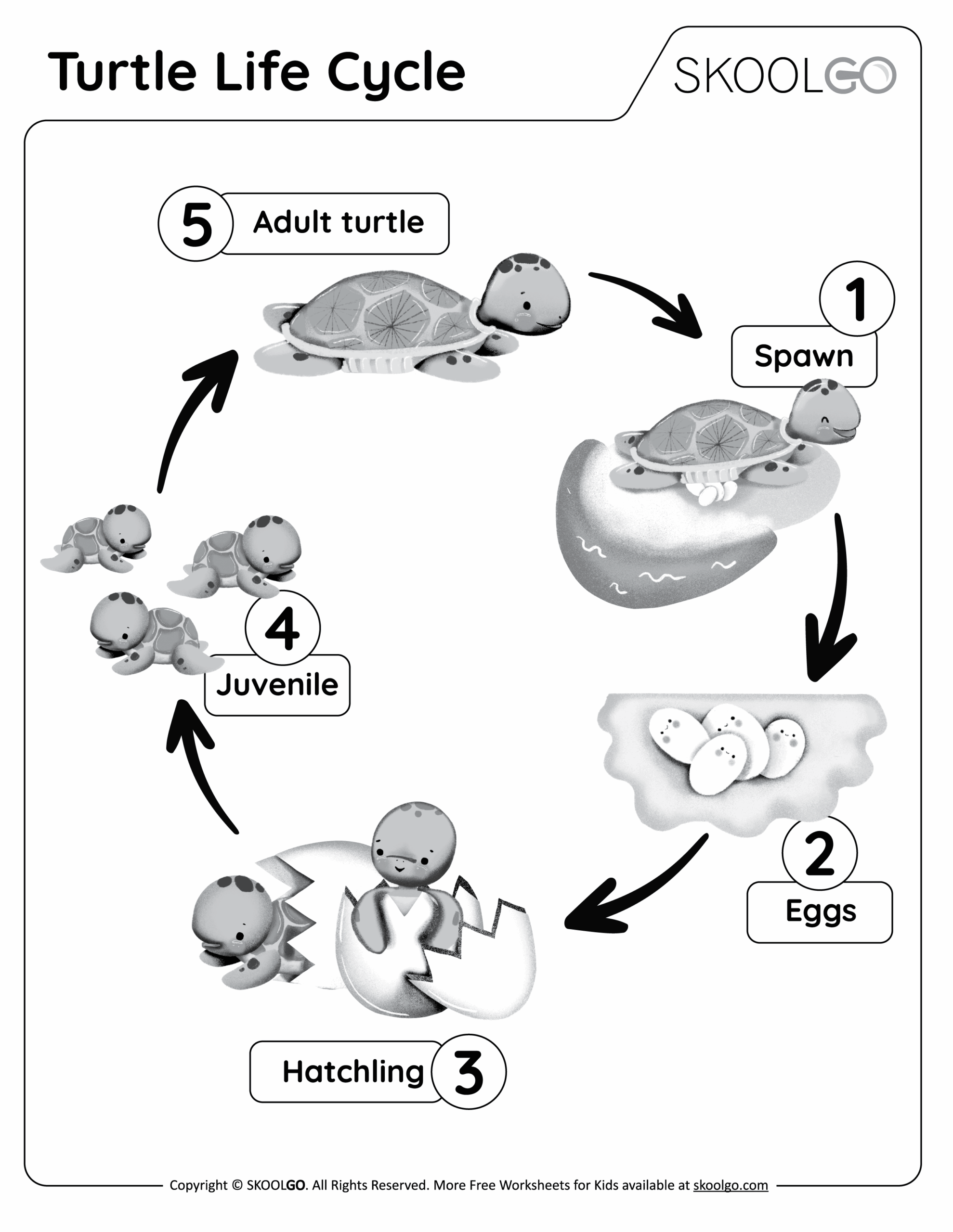 Turtle Life Cycle Free Worksheet SKOOLGO