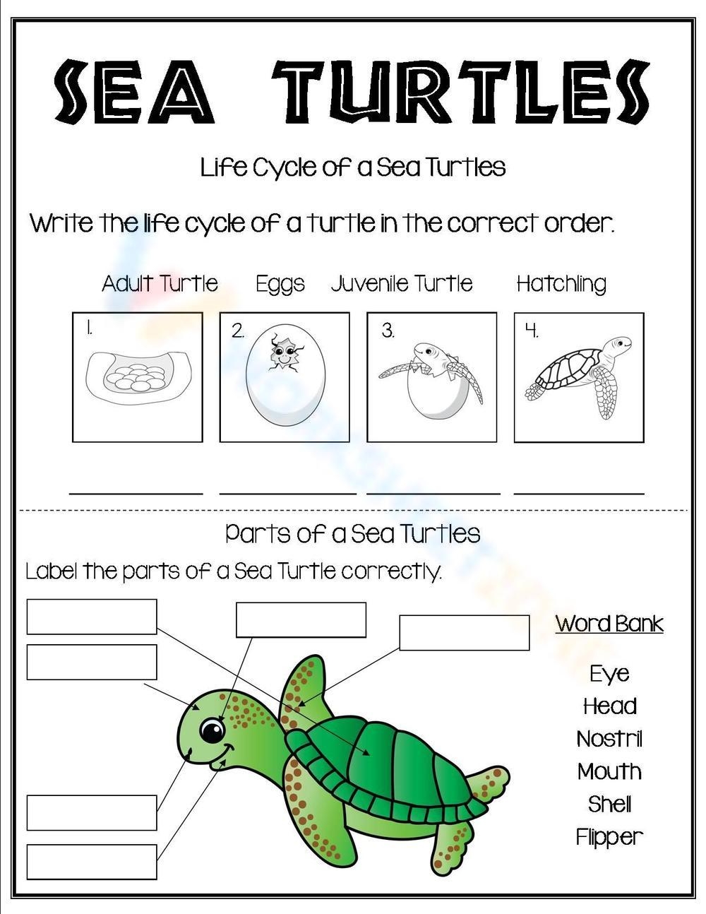 Turtle Worksheet Collection For Teaching U0026 Learning Worksheets Library